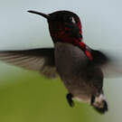 Colibri d'Helen