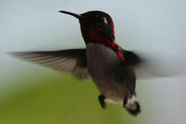 Bee Hummingbird