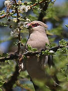 Blue-naped Mousebird