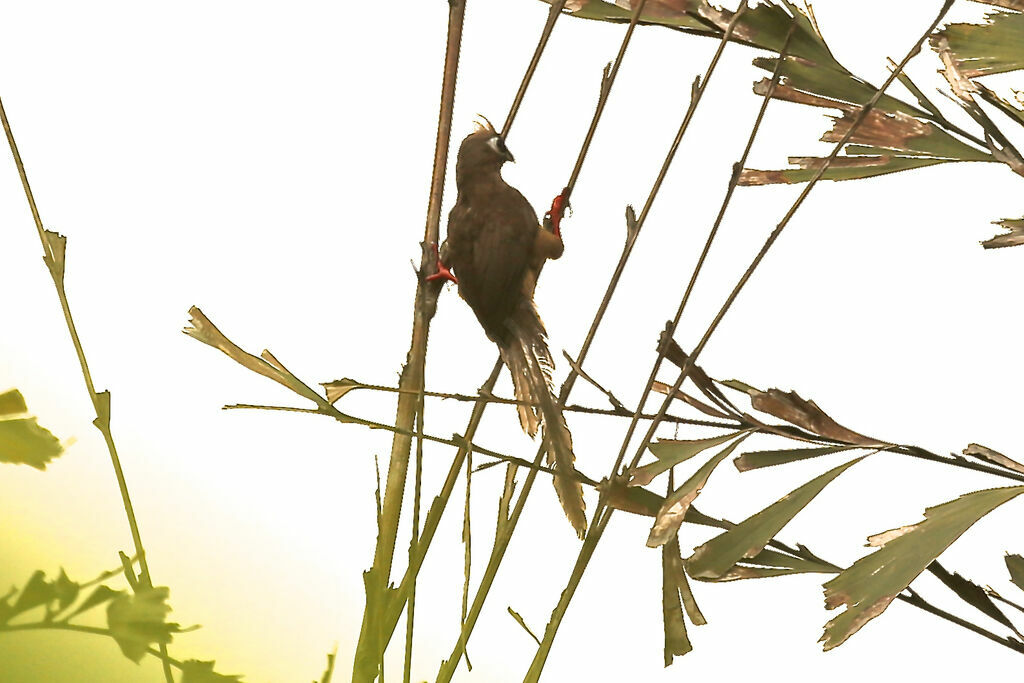 Speckled Mousebird