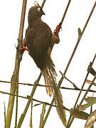 Speckled Mousebird