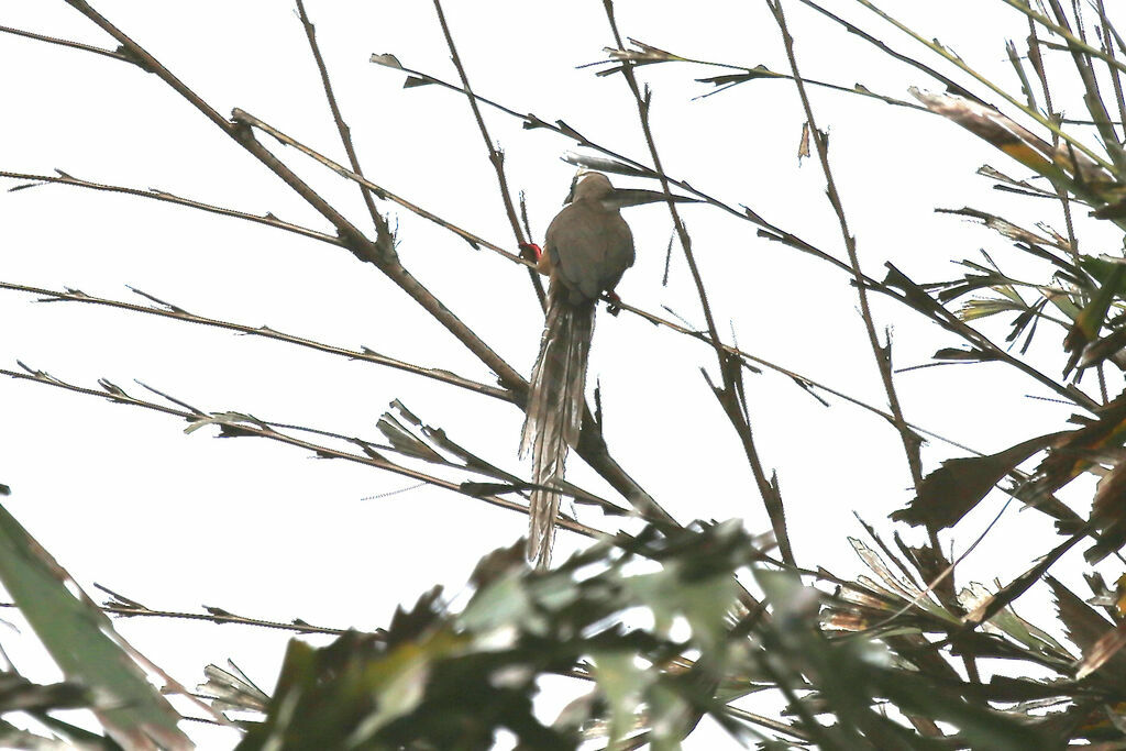 Speckled Mousebird