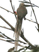 Speckled Mousebird