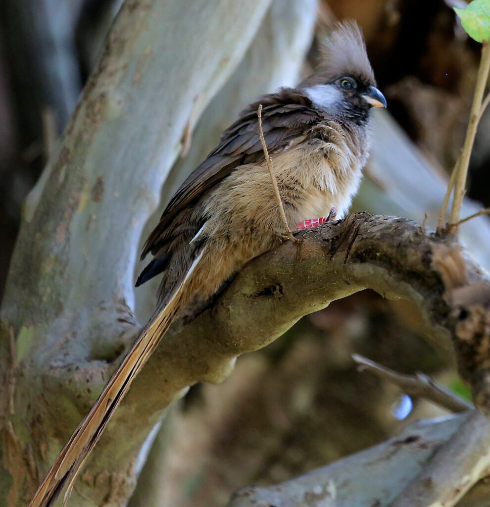 Speckled Mousebird