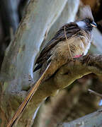 Speckled Mousebird