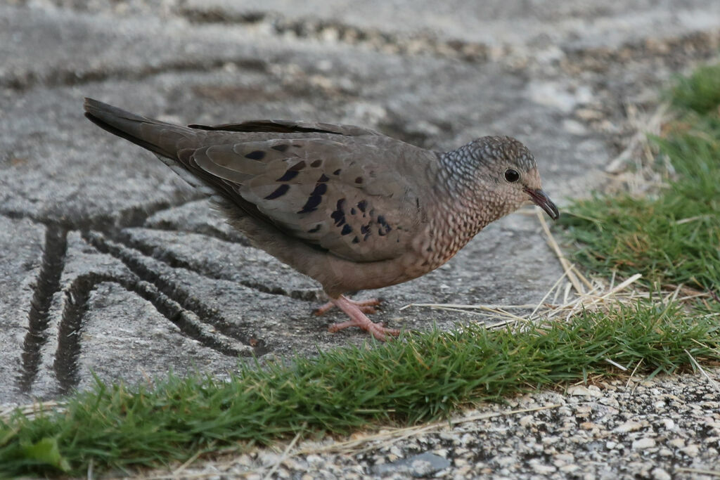 Common Ground Dove