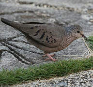 Common Ground Dove