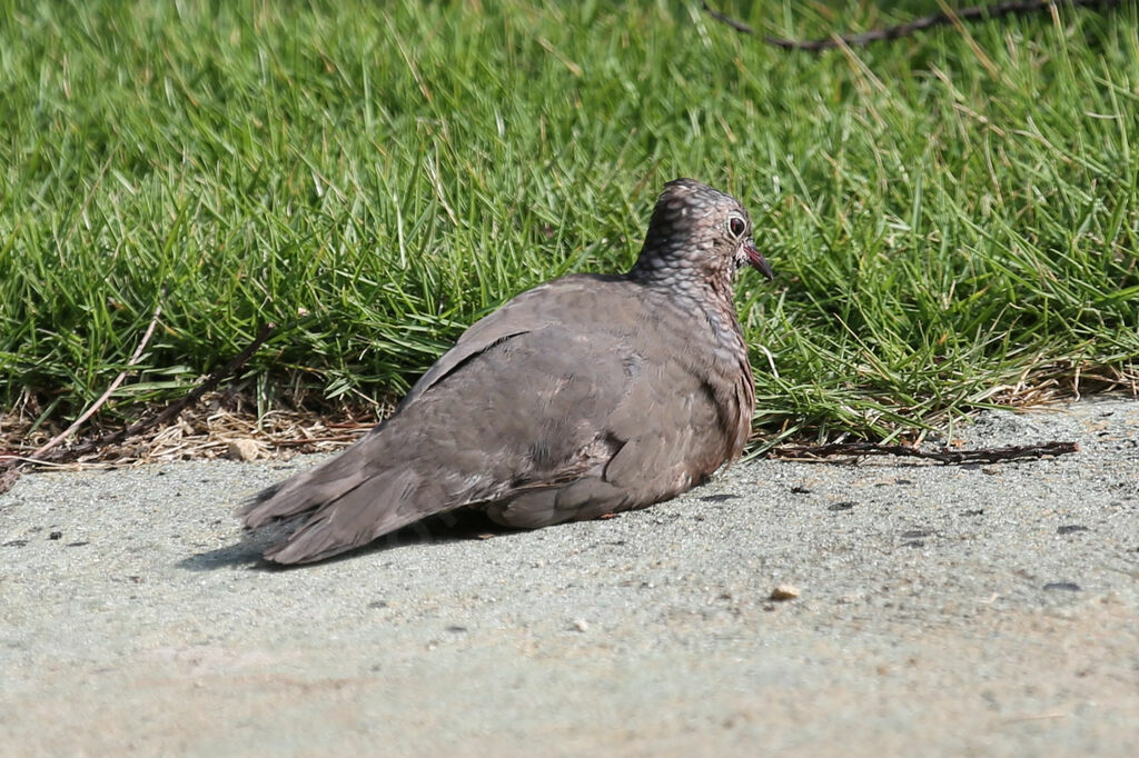 Common Ground Dove