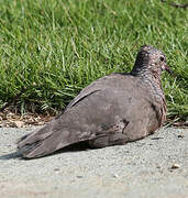 Common Ground Dove