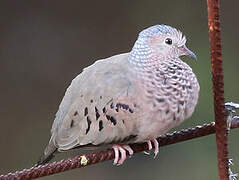 Common Ground Dove