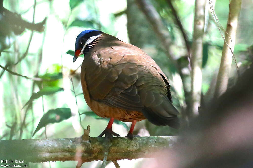 Blue-headed Quail-Dove