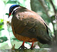 Blue-headed Quail-Dove