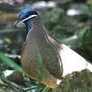 Colombe à tête bleue