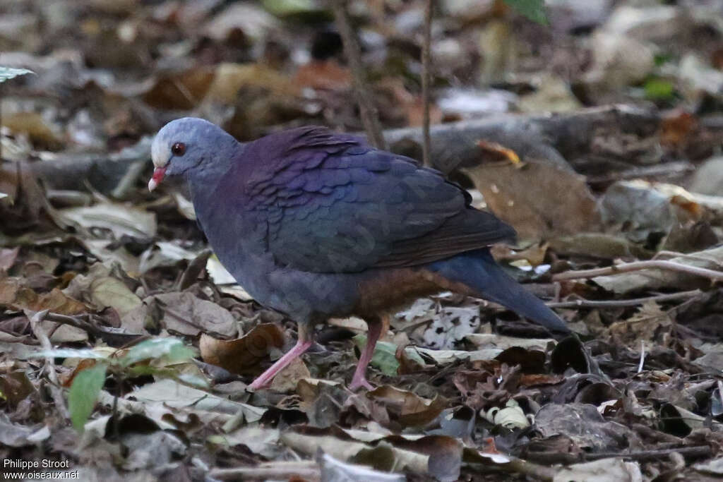 Colombe de Gundlachadulte, identification