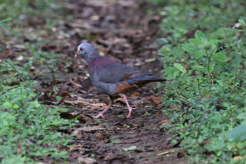 Grey-fronted Quail-Dove