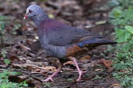 Grey-fronted Quail-Dove