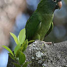 Conure à tête bleue