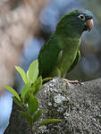 Conure à tête bleue