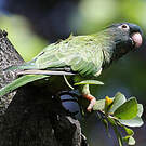 Conure à tête bleue