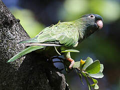 Blue-crowned Parakeet