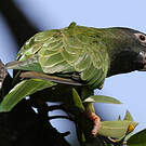 Conure à tête bleue