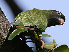 Blue-crowned Parakeet