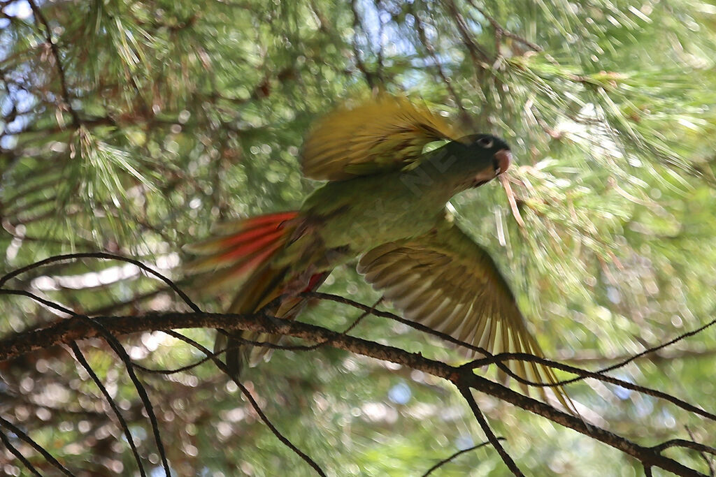 Conure à tête bleue