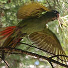 Conure à tête bleue
