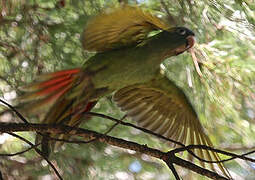 Blue-crowned Parakeet