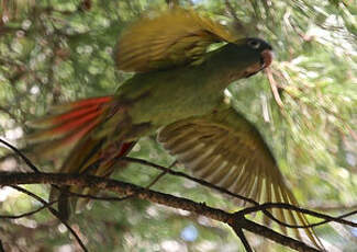 Conure à tête bleue