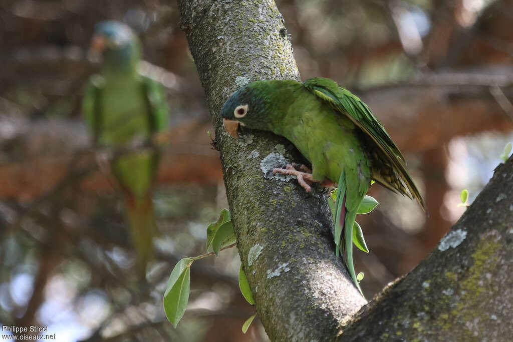 Conure à tête bleue, identification