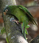 Conure à tête bleue