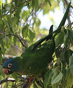 Conure à tête bleue