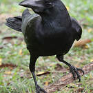 Corbeau à gros bec
