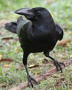 Large-billed Crow