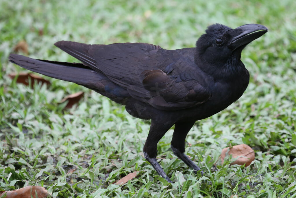 Large-billed Crow