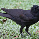 Corbeau à gros bec