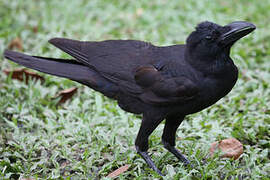 Large-billed Crow