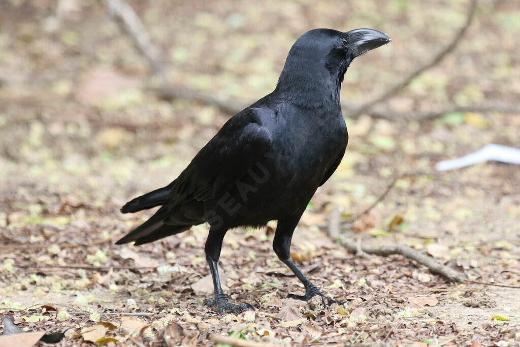 Corbeau à gros bec