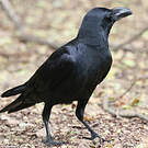 Corbeau à gros bec