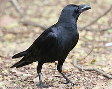 Large-billed Crow