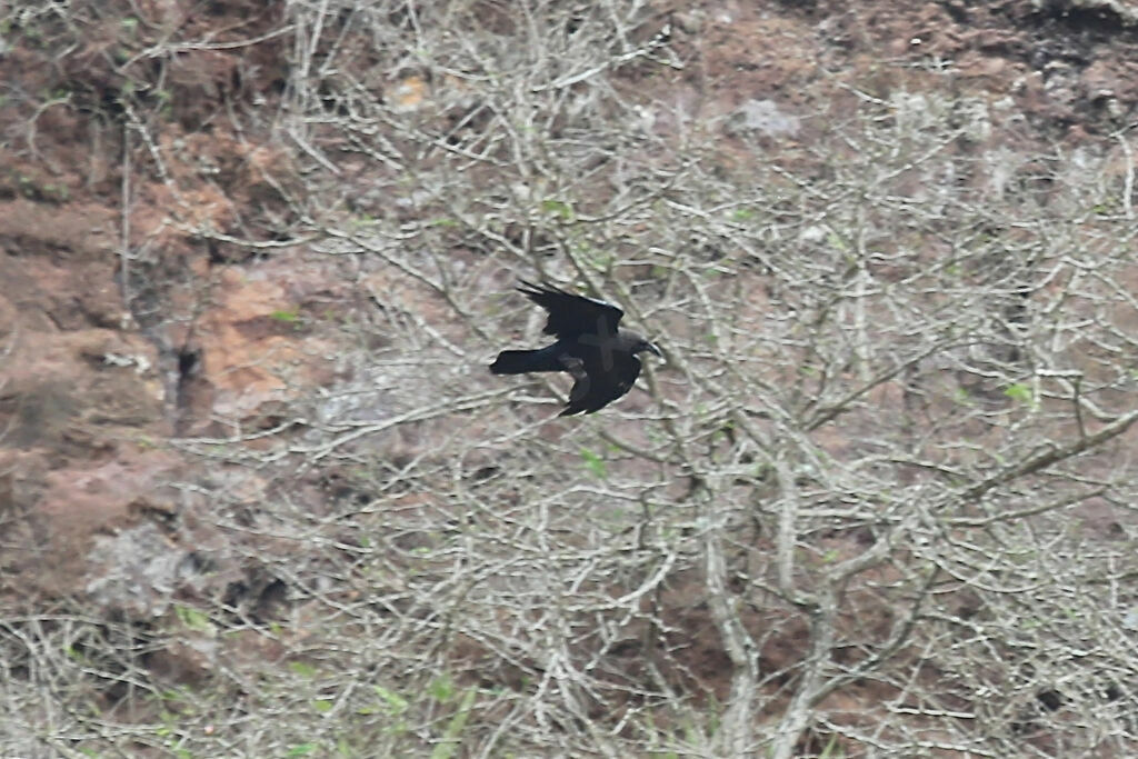 Brown-necked Raven