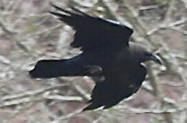 Brown-necked Raven