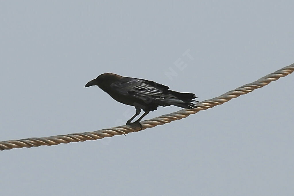 Brown-necked Raven