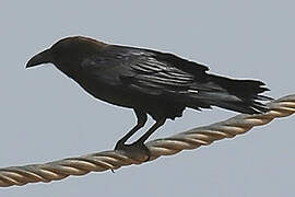 Brown-necked Raven