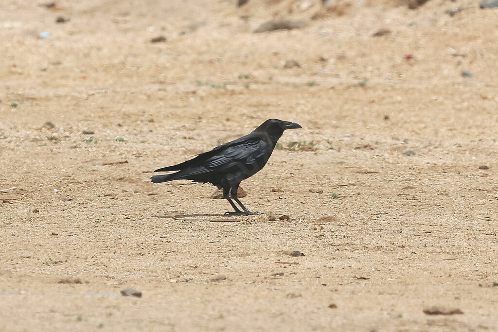 Corbeau brun