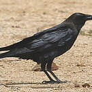 Corbeau brun