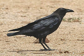 Brown-necked Raven