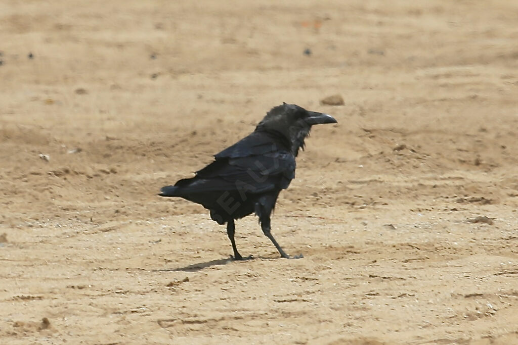 Brown-necked Raven