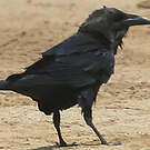 Corbeau brun